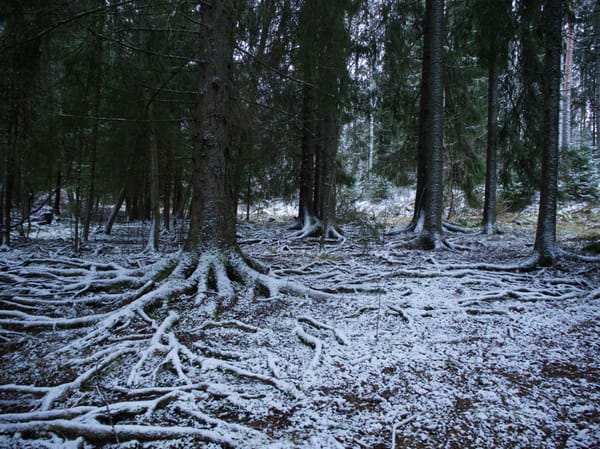 A forest outside of Oslo.
